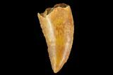 Serrated, Raptor Tooth - Real Dinosaur Tooth #127060-1